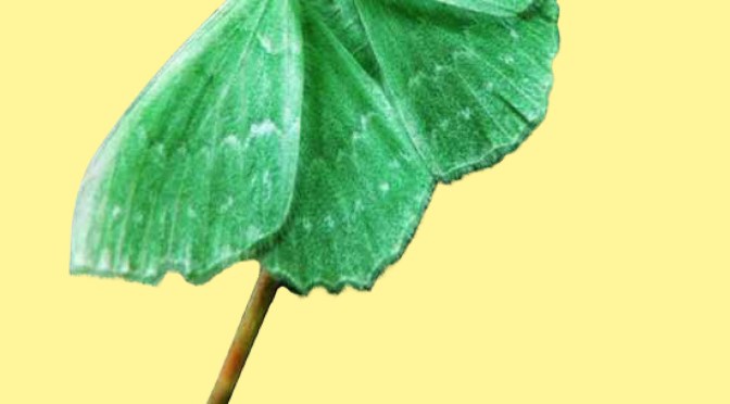 Florilèges (Gioconda Belli)